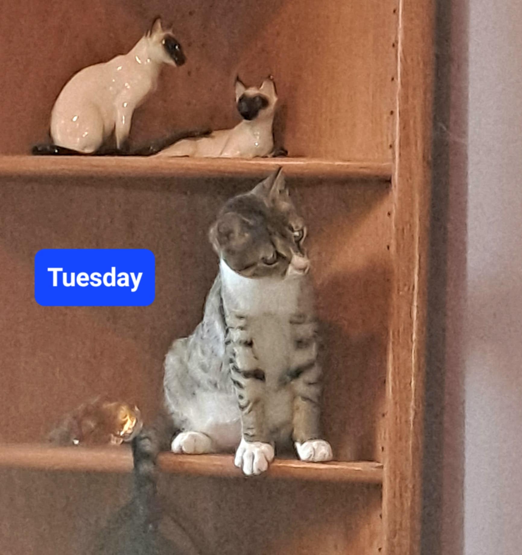 Tuesday, Adoptable, Kitten Female Domestic Short Hair.