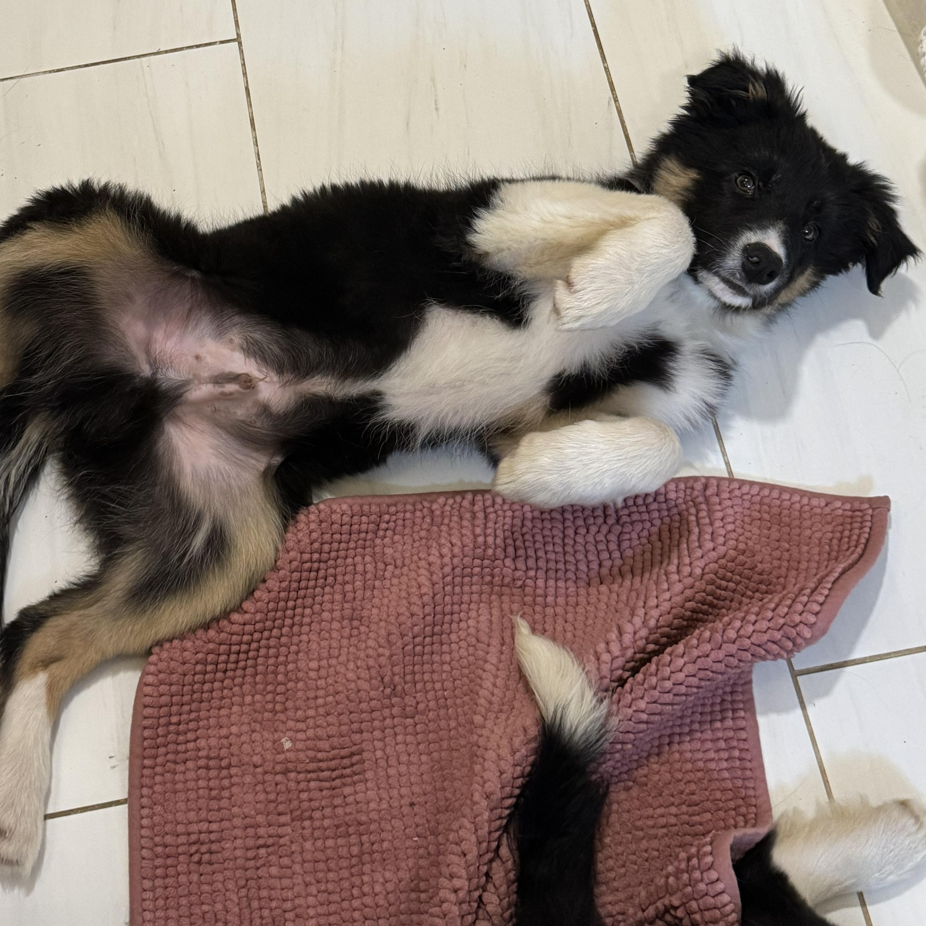 Enlarge Theo, an adopted Border Collie in Vancouver, WA image 4/6