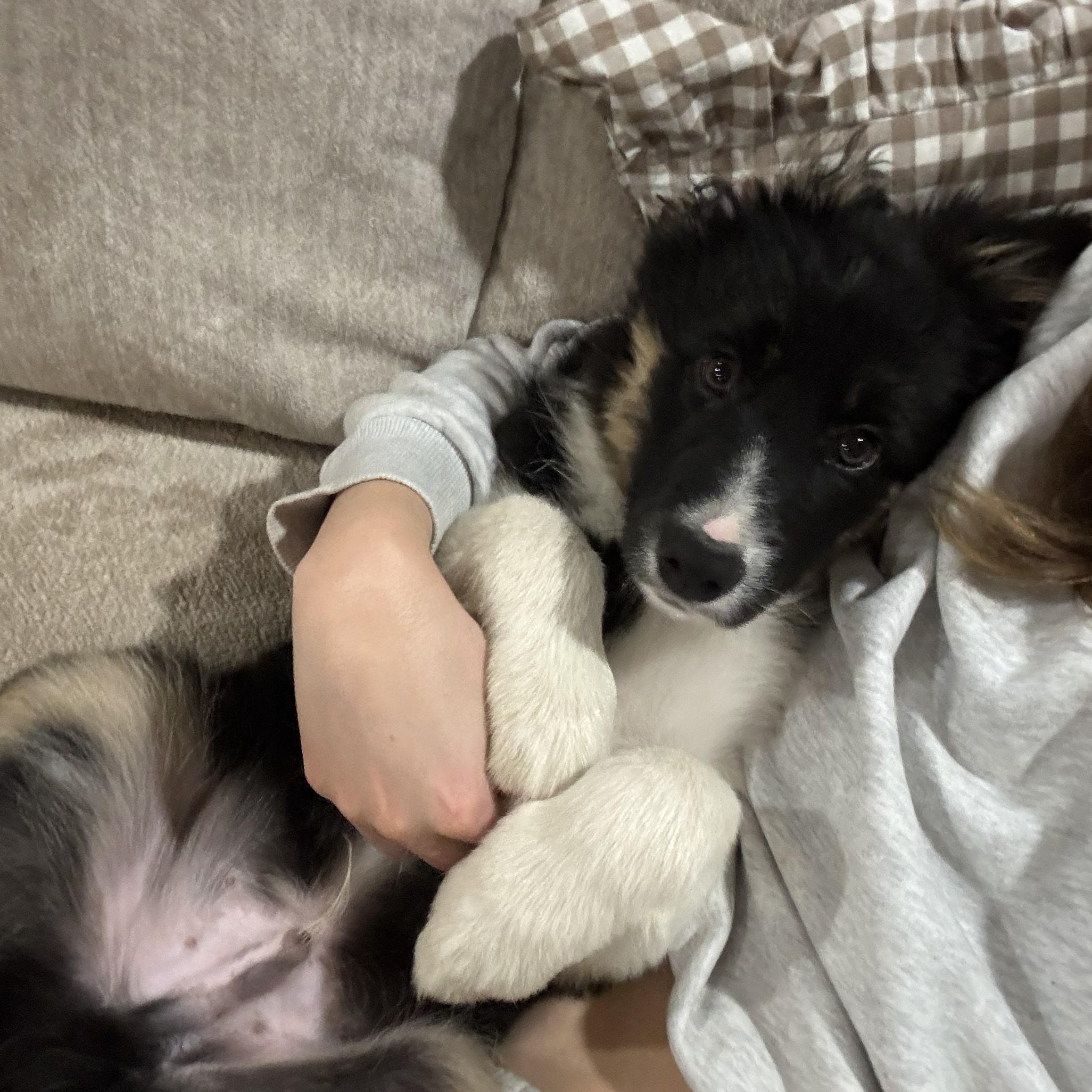 Enlarge Theo, an adopted Border Collie in Vancouver, WA image 2/6