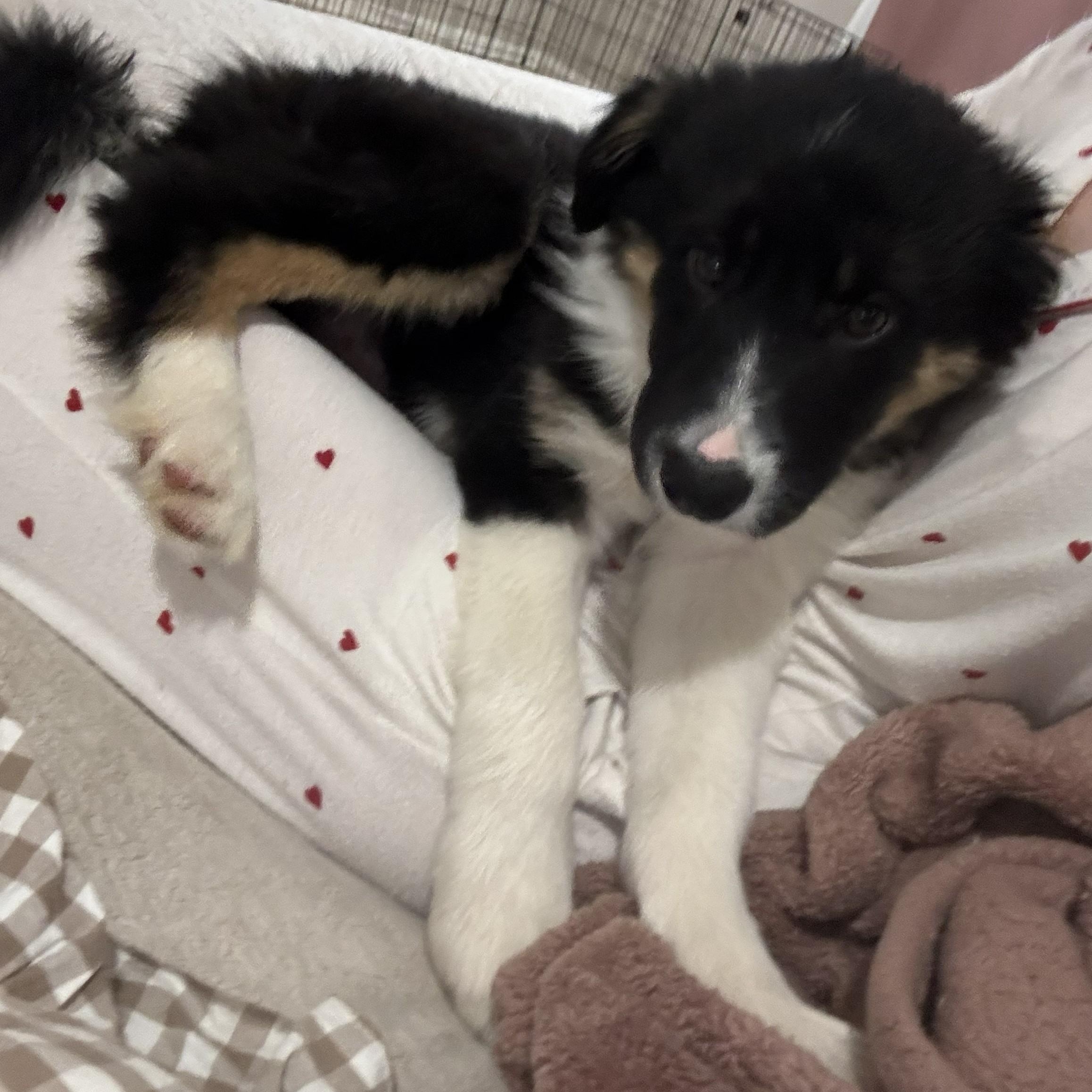 Enlarge Theo, an adopted Border Collie in Vancouver, WA image 3/6