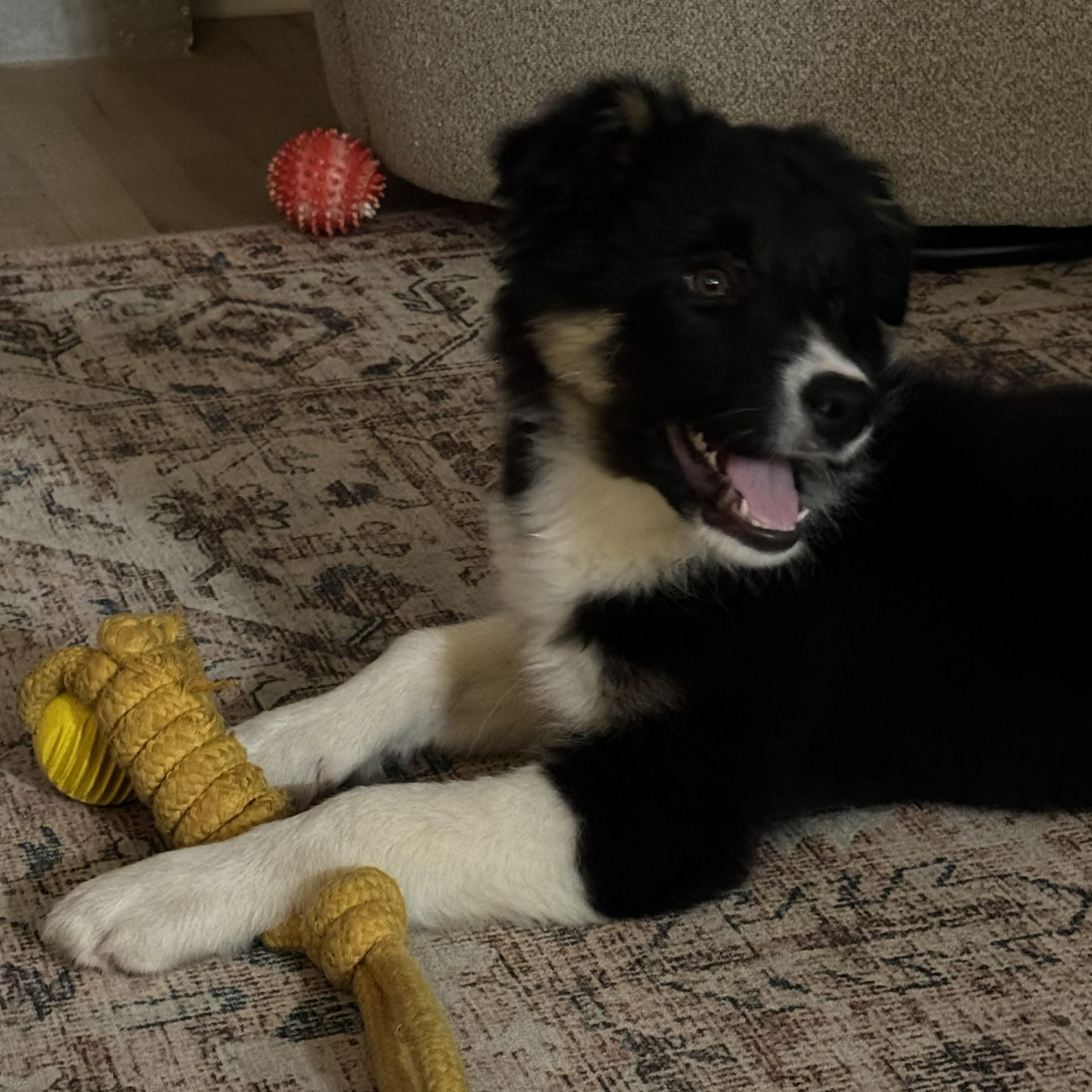 Enlarge Theo, an adopted Border Collie in Vancouver, WA image 6/6