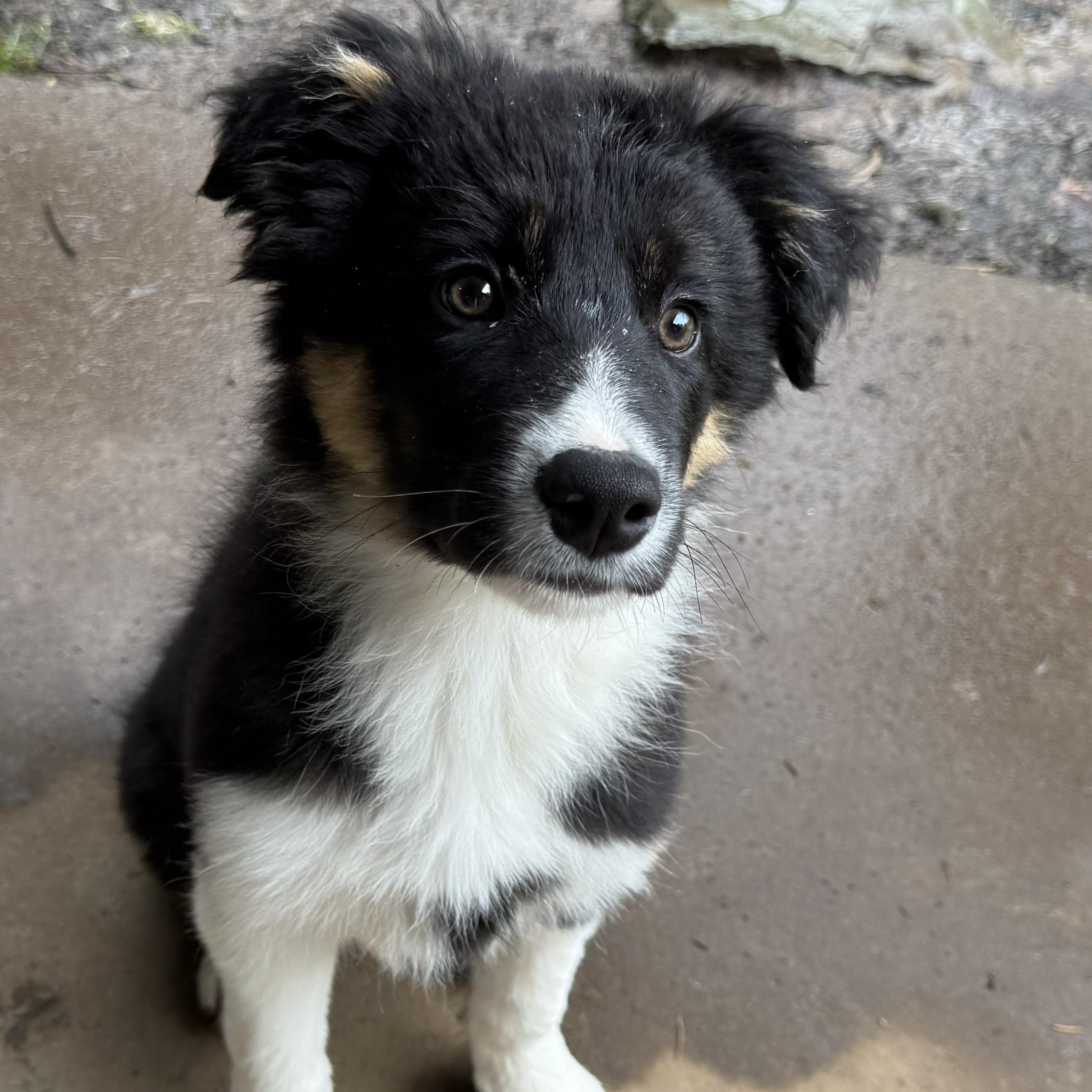 Enlarge Theo, an adopted Border Collie in Vancouver, WA image 5/6