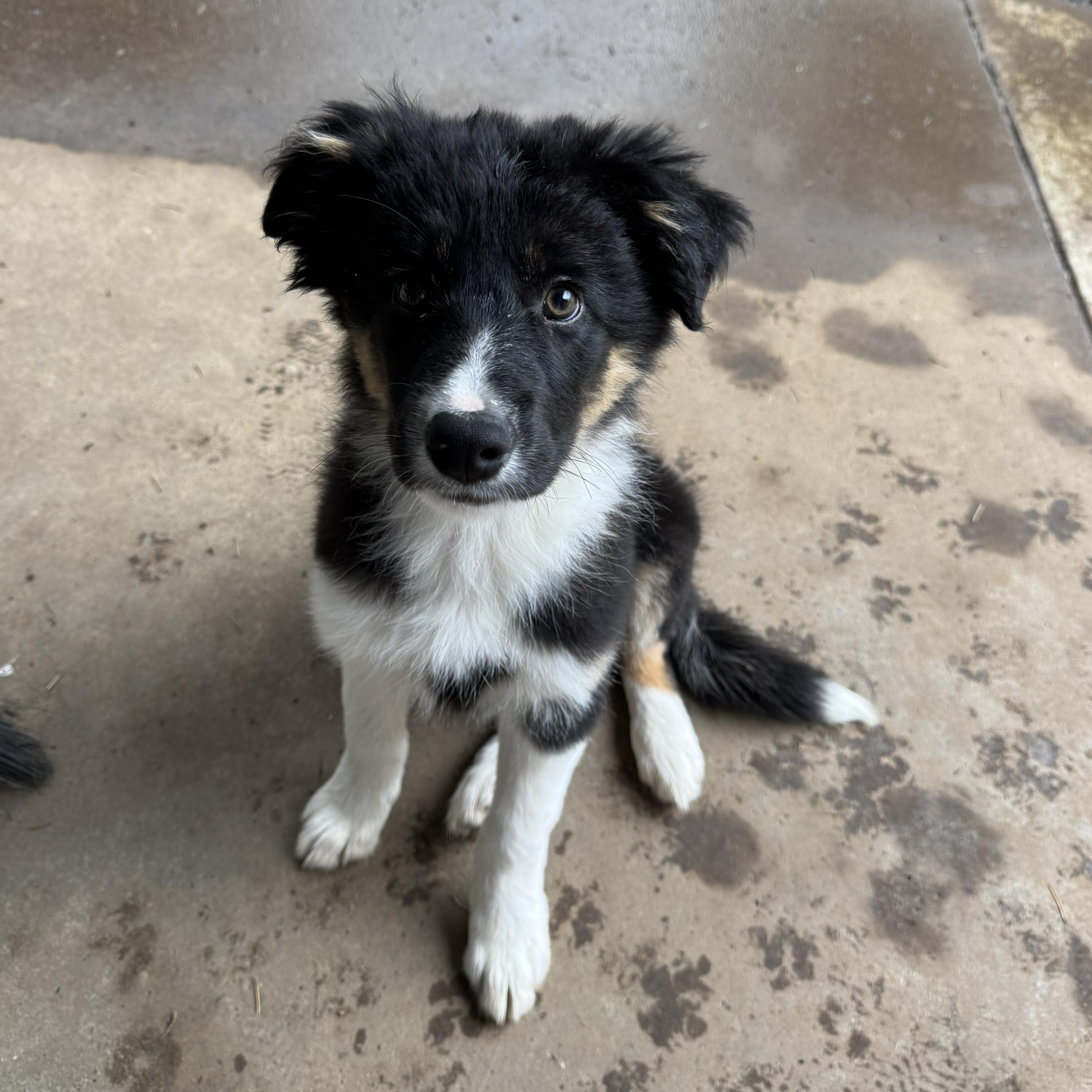 Theo, adopted, Puppy Male Border Collie.