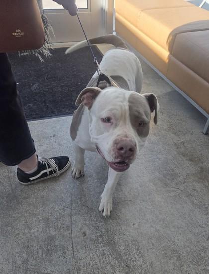 Toki — thumbnail 2