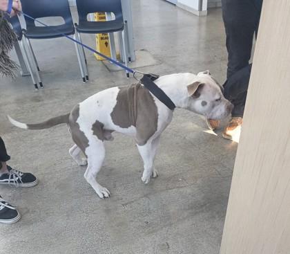 Toki — thumbnail 3