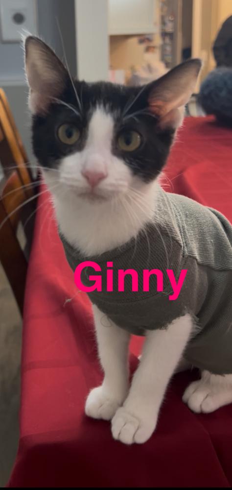 Ginny, a Adoptable Domestic Short Hair in Fern Park, FL image 1/4