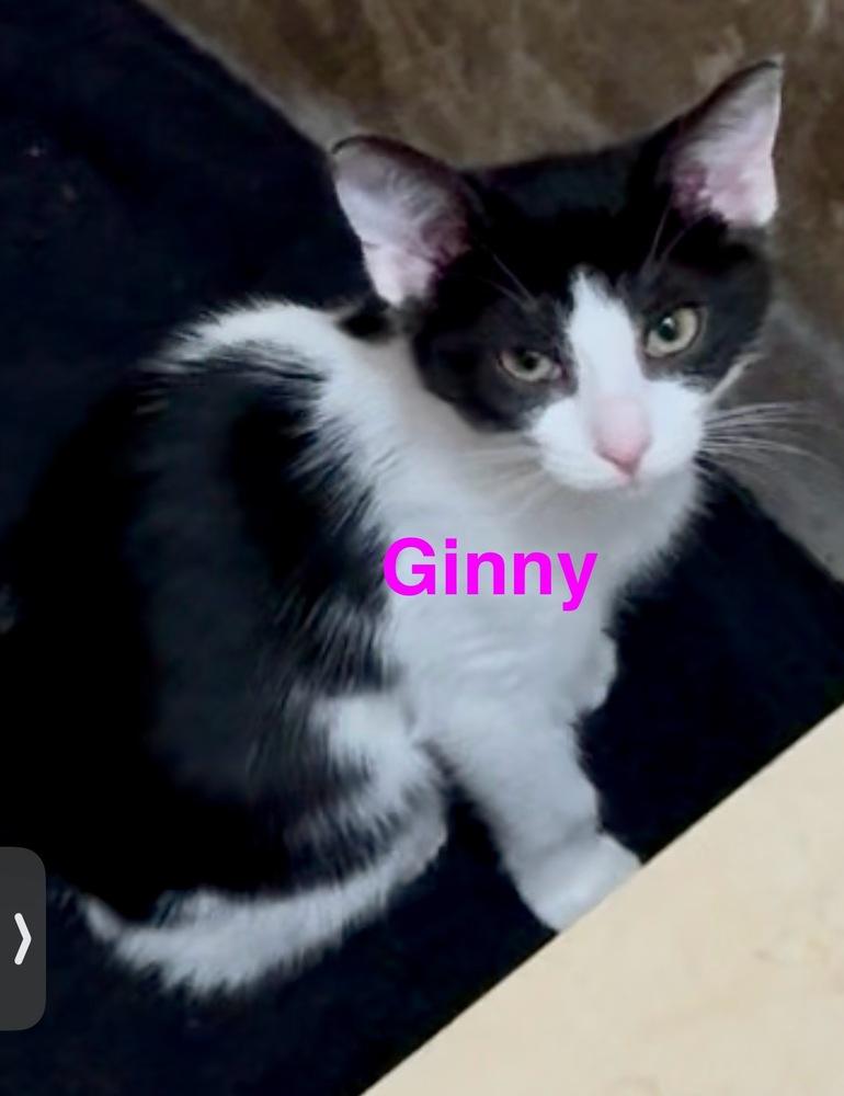 Enlarge Ginny, a Adoptable Domestic Short Hair in Fern Park, FL image 1/1