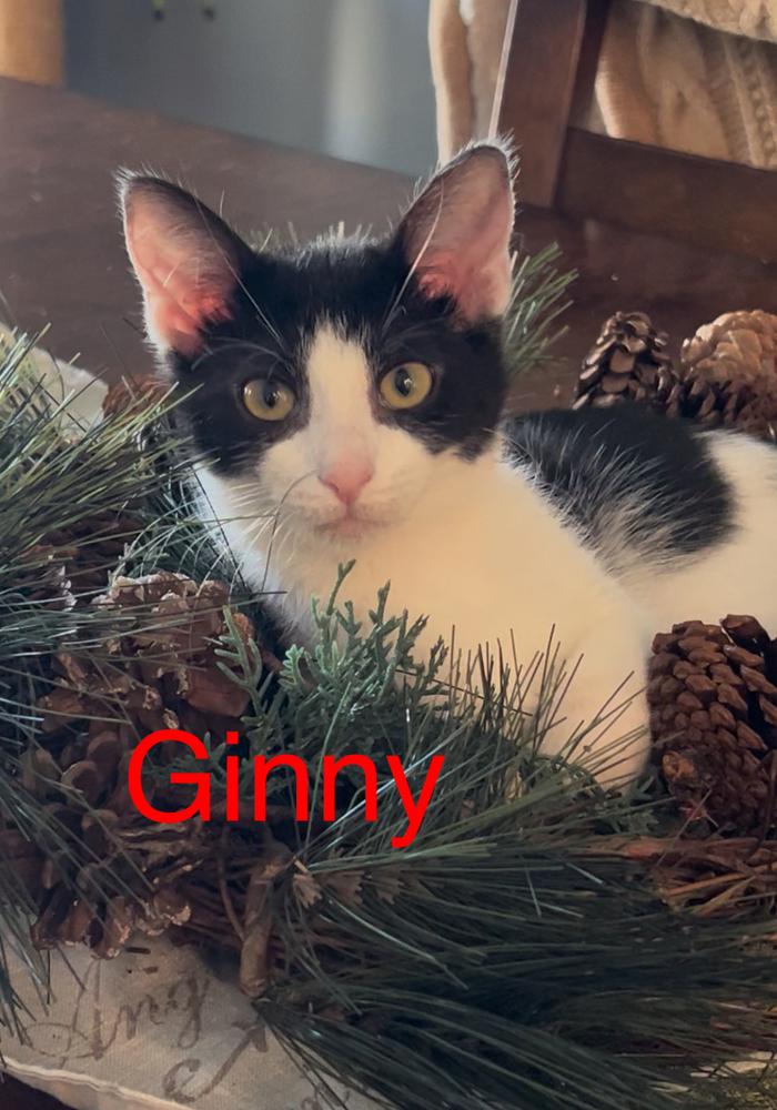 Ginny, a Adoptable Domestic Short Hair in Fern Park, FL image 2/4