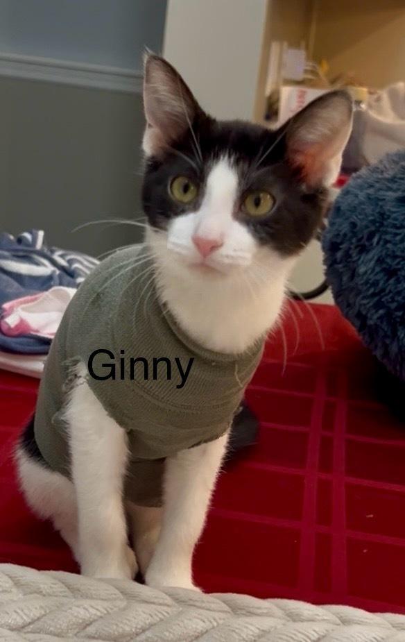 Ginny, a Adoptable Domestic Short Hair in Fern Park, FL image 3/4