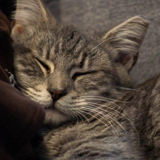 Enlarge Simba, a Adoptable Tabby in Frostproof, FL image 1/3