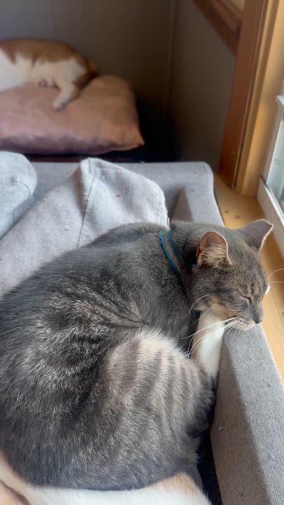 Enlarge Simba, a Adoptable Tabby in Frostproof, FL video 3/3