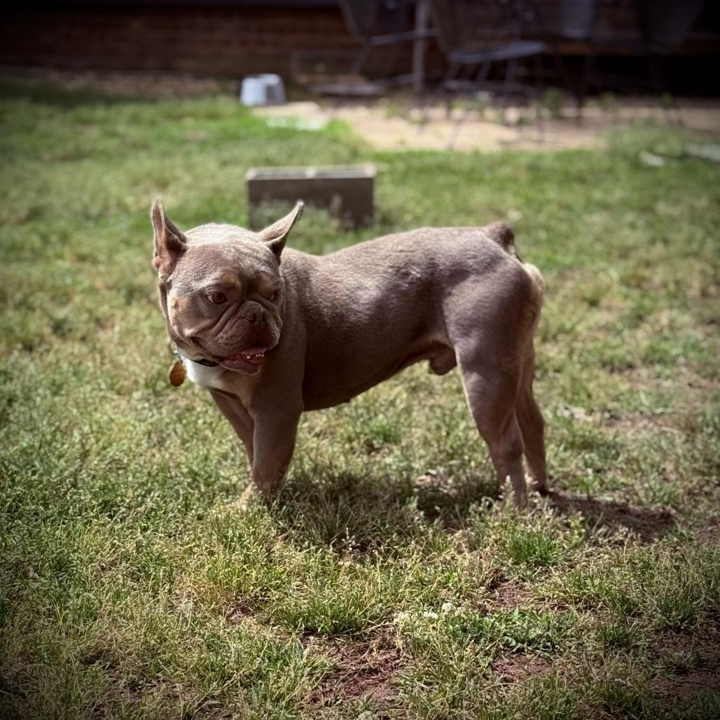 Cheddar, Adoptable, Adult Male French Bulldog.