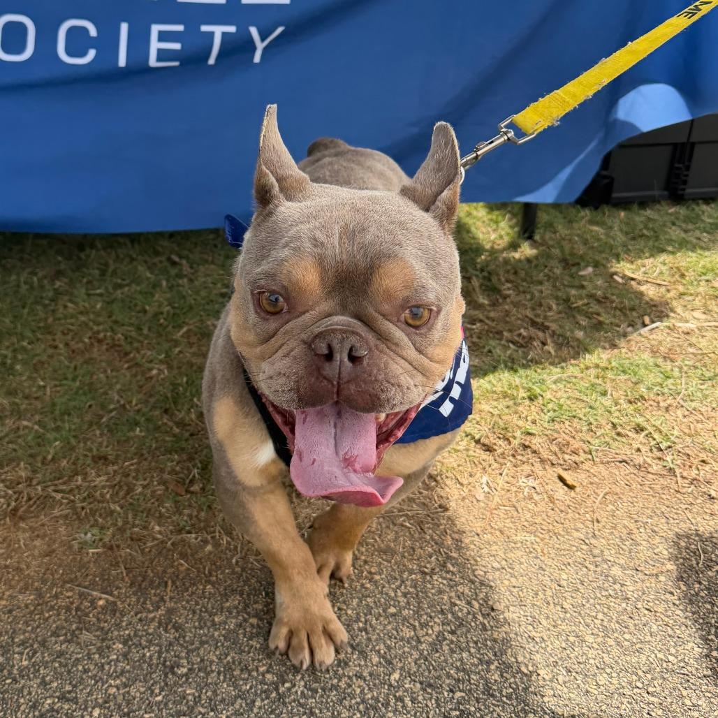 Enlarge Cheddar, a Adoptable French Bulldog in Greensboro, GA image 1/5