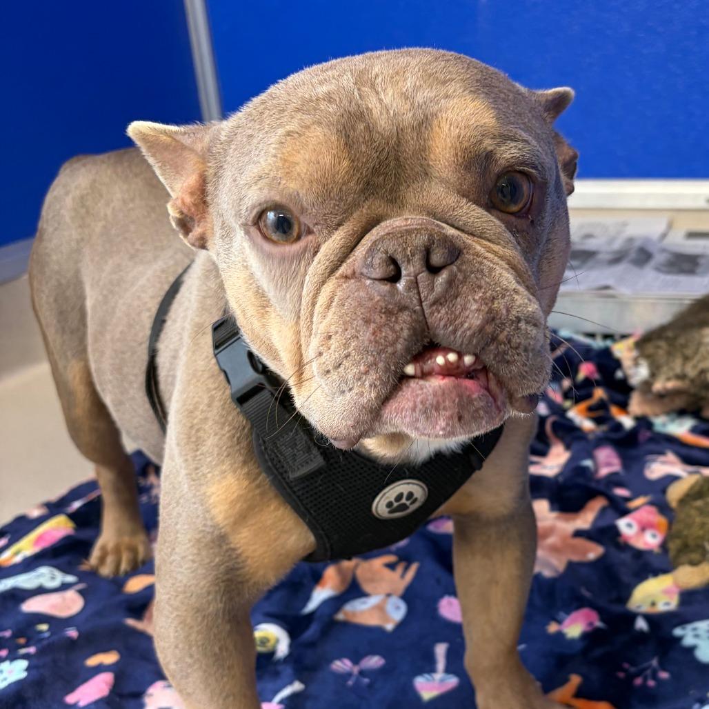 Enlarge Cheddar, a Adoptable French Bulldog in Greensboro, GA image 1/2