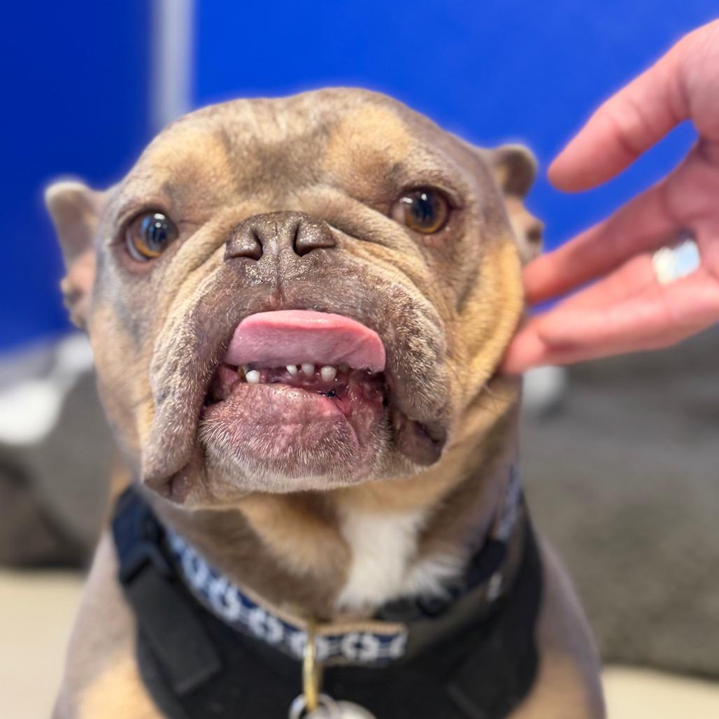 Enlarge Cheddar, a Adoptable French Bulldog in Greensboro, GA image 3/5