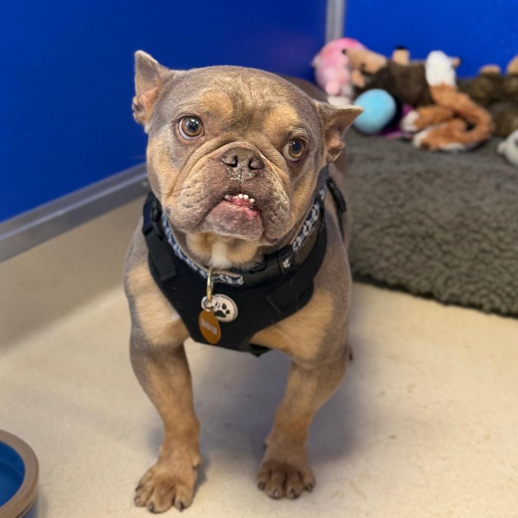 Enlarge Cheddar, a Adoptable French Bulldog in Greensboro, GA image 4/5