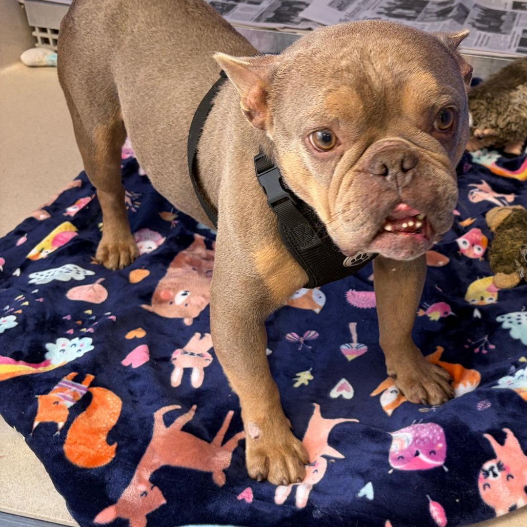 Enlarge Cheddar, a Adoptable French Bulldog in Greensboro, GA image 2/2