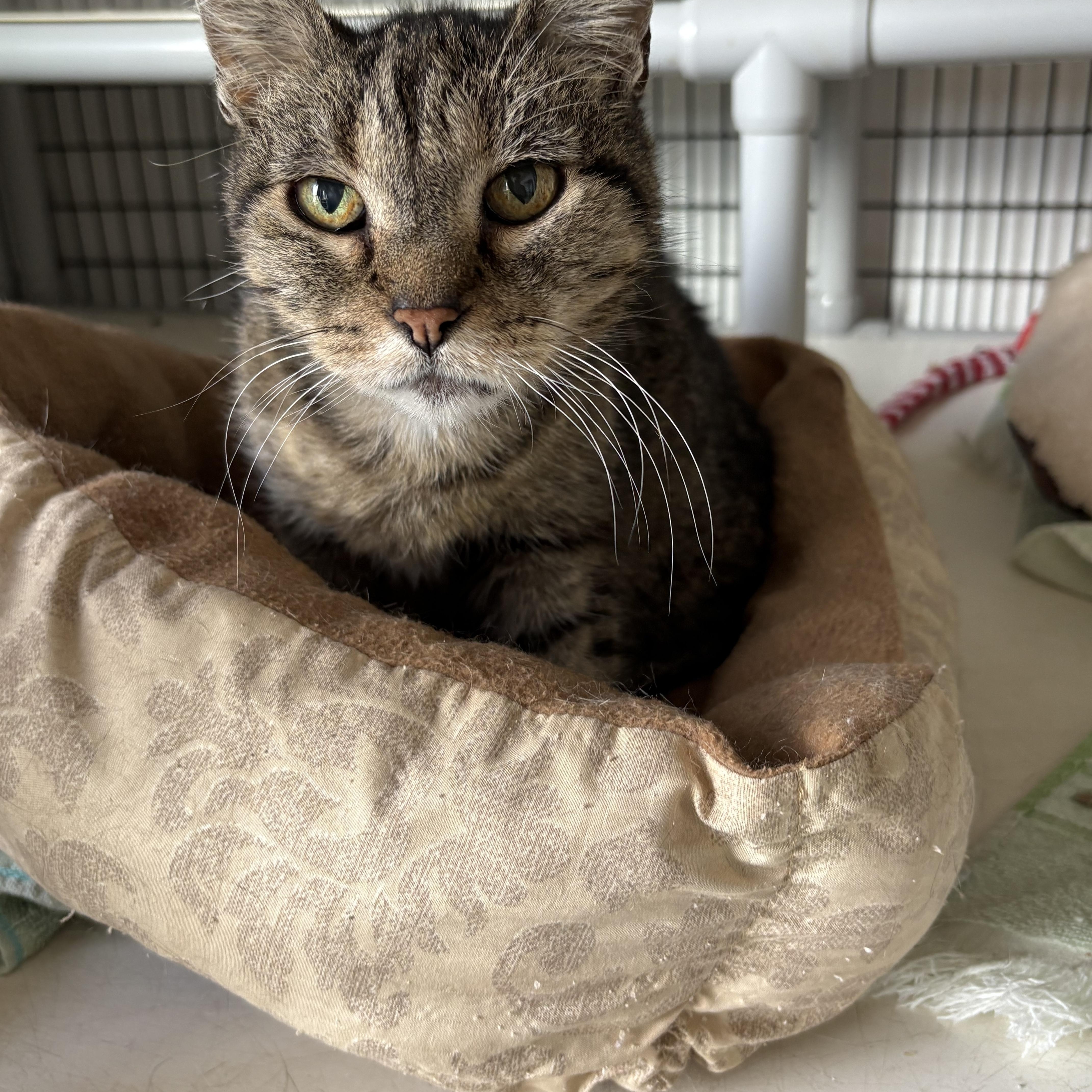 Enlarge Maggie, a Adoptable Domestic Short Hair in Black River Falls, WI image 1/1