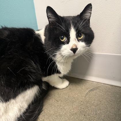 Enlarge Gordon Whitefoot, a Adoptable mixed breed in Janesville, WI image 1/2