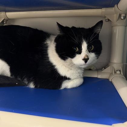 Enlarge Gordon Whitefoot, a Adoptable mixed breed in Janesville, WI image 2/2