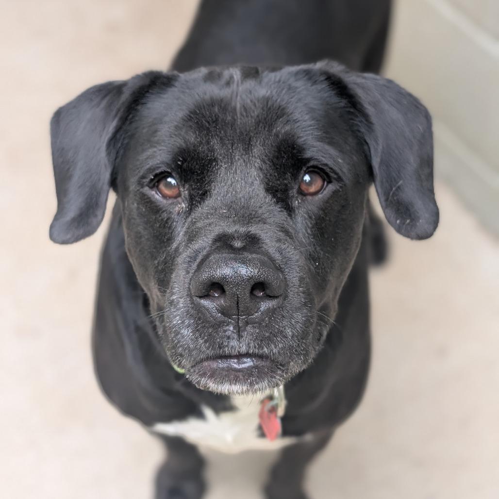 Morgan, Adoptable, Senior Male Labrador Retriever.
