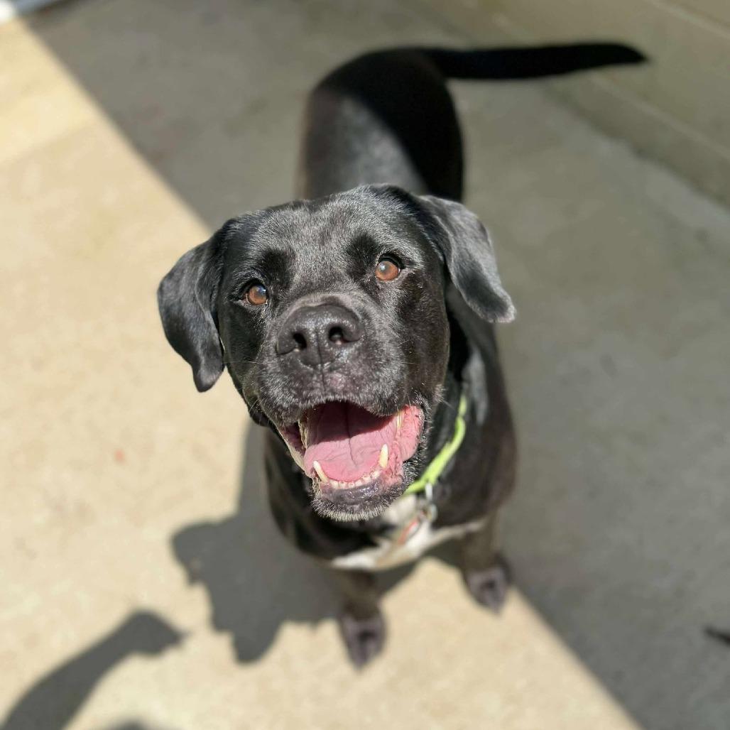 Morgan, Adoptable, Senior Male Pit Bull Terrier & Mixed Breed.