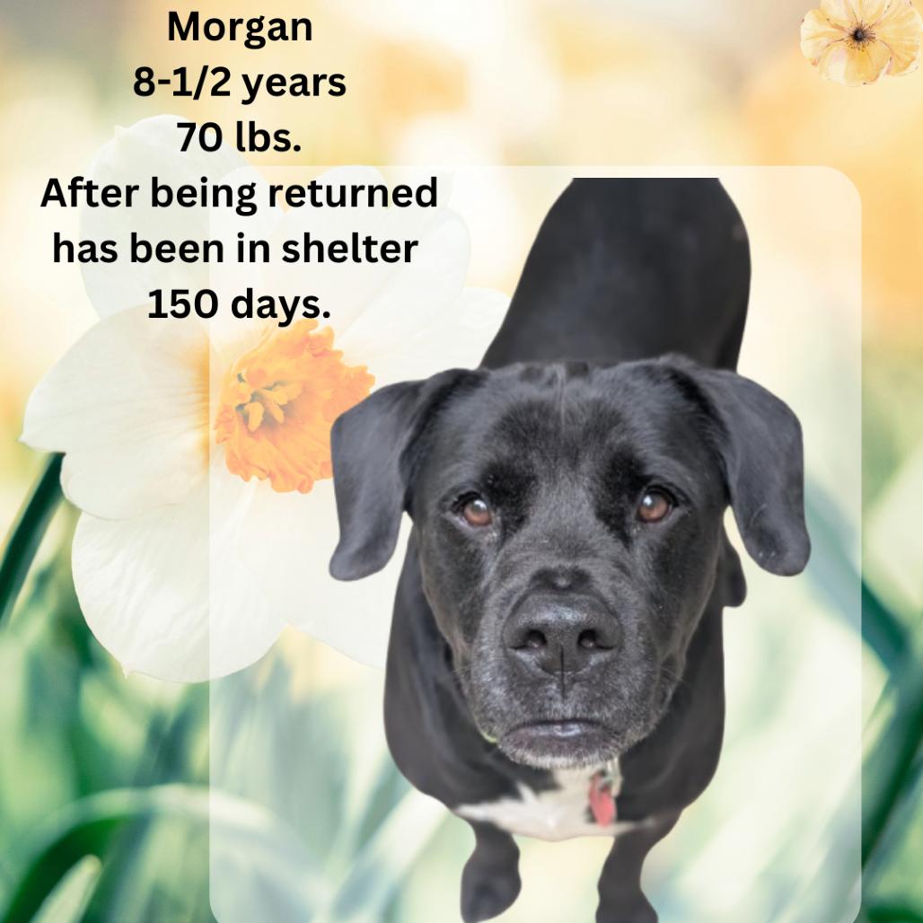 Enlarge Morgan, a Adoptable mixed breed in Shinnston, WV image 2/2