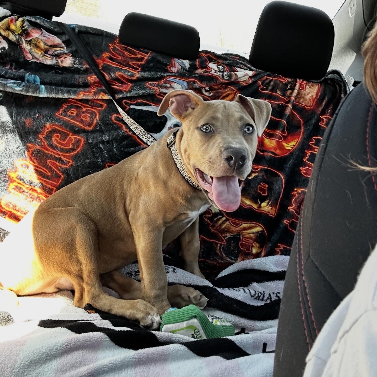 Enlarge Finn, a ADOPTABLE mixed breed in Atoka, TN image 2/5