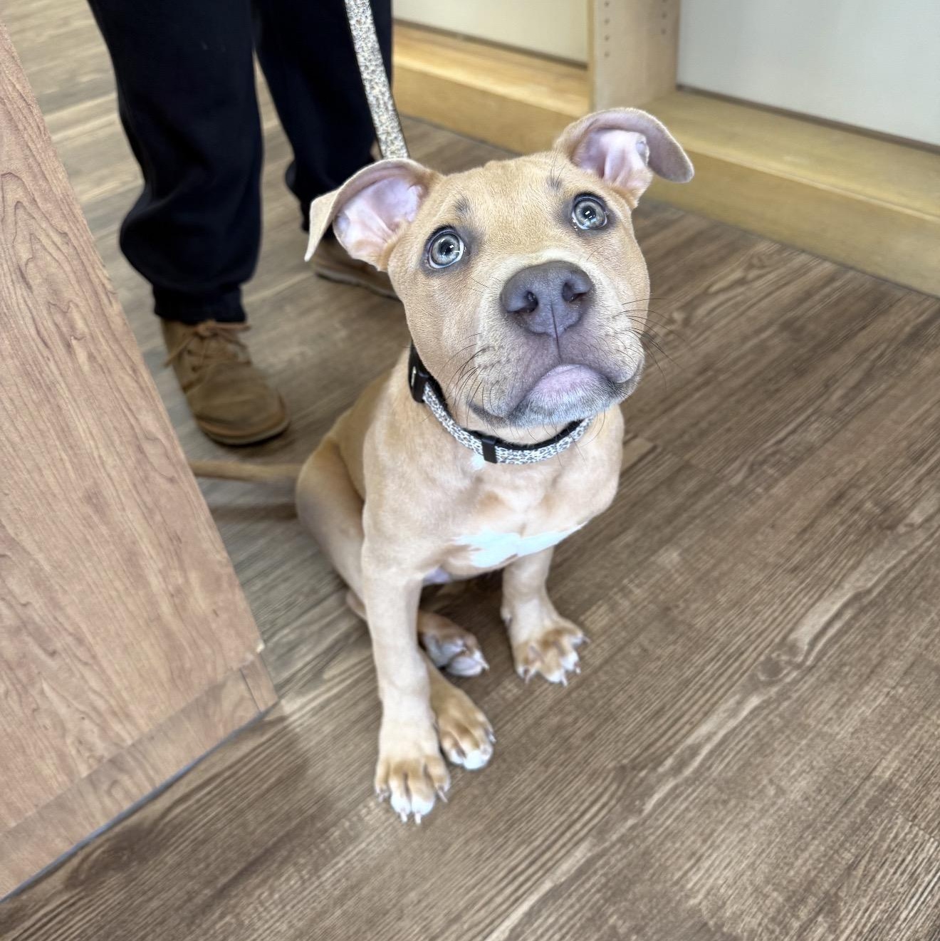 Finn, ADOPTABLE, Young Male Pit Bull Terrier.