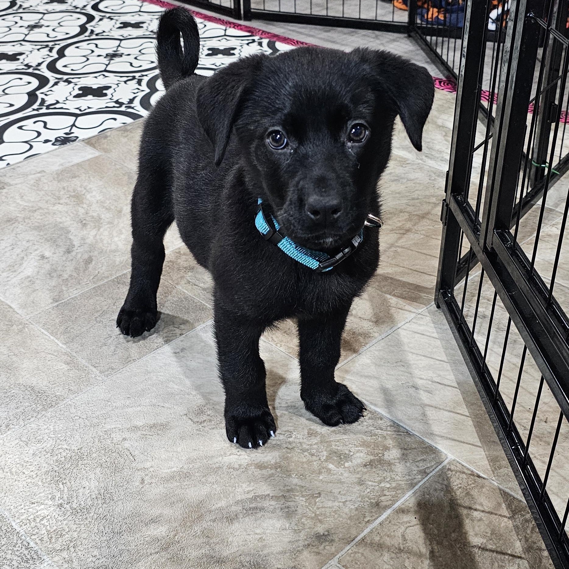 Enlarge Hobie, a ADOPTABLE Mixed Breed in Kenosha, WI image 2/4