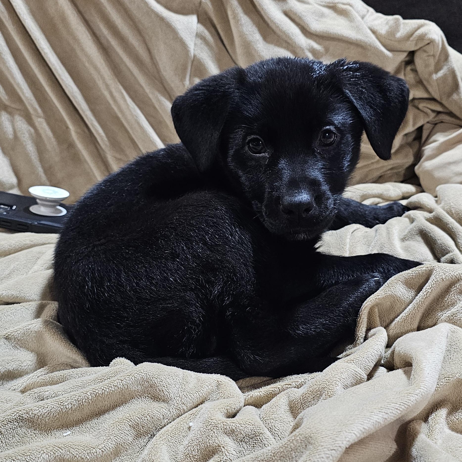 Enlarge Hobie, a ADOPTABLE Mixed Breed in Kenosha, WI image 4/4