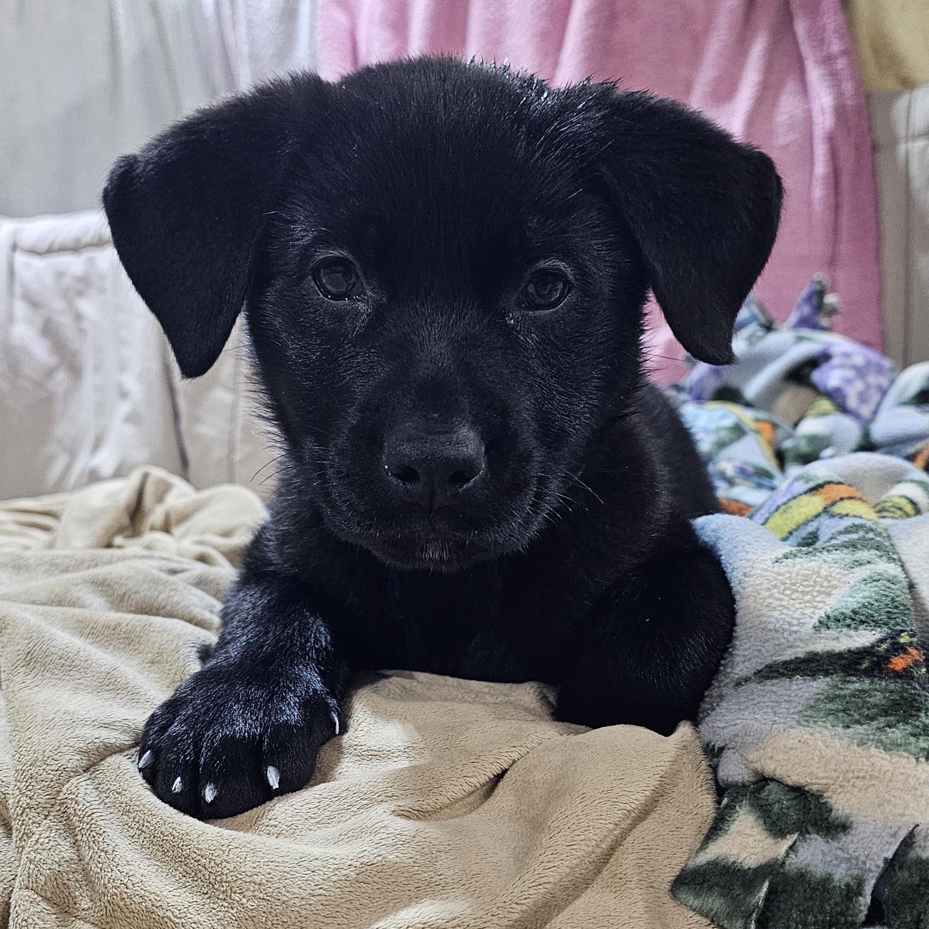 Enlarge Hobie, a ADOPTABLE Mixed Breed in Kenosha, WI image 1/4