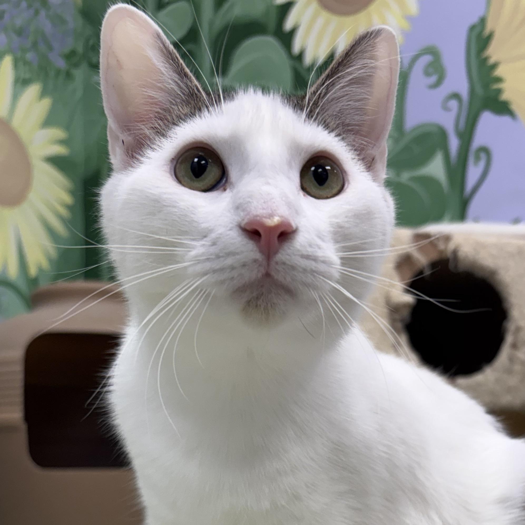 Potato, ADOPTABLE, Young Male Domestic Short Hair.