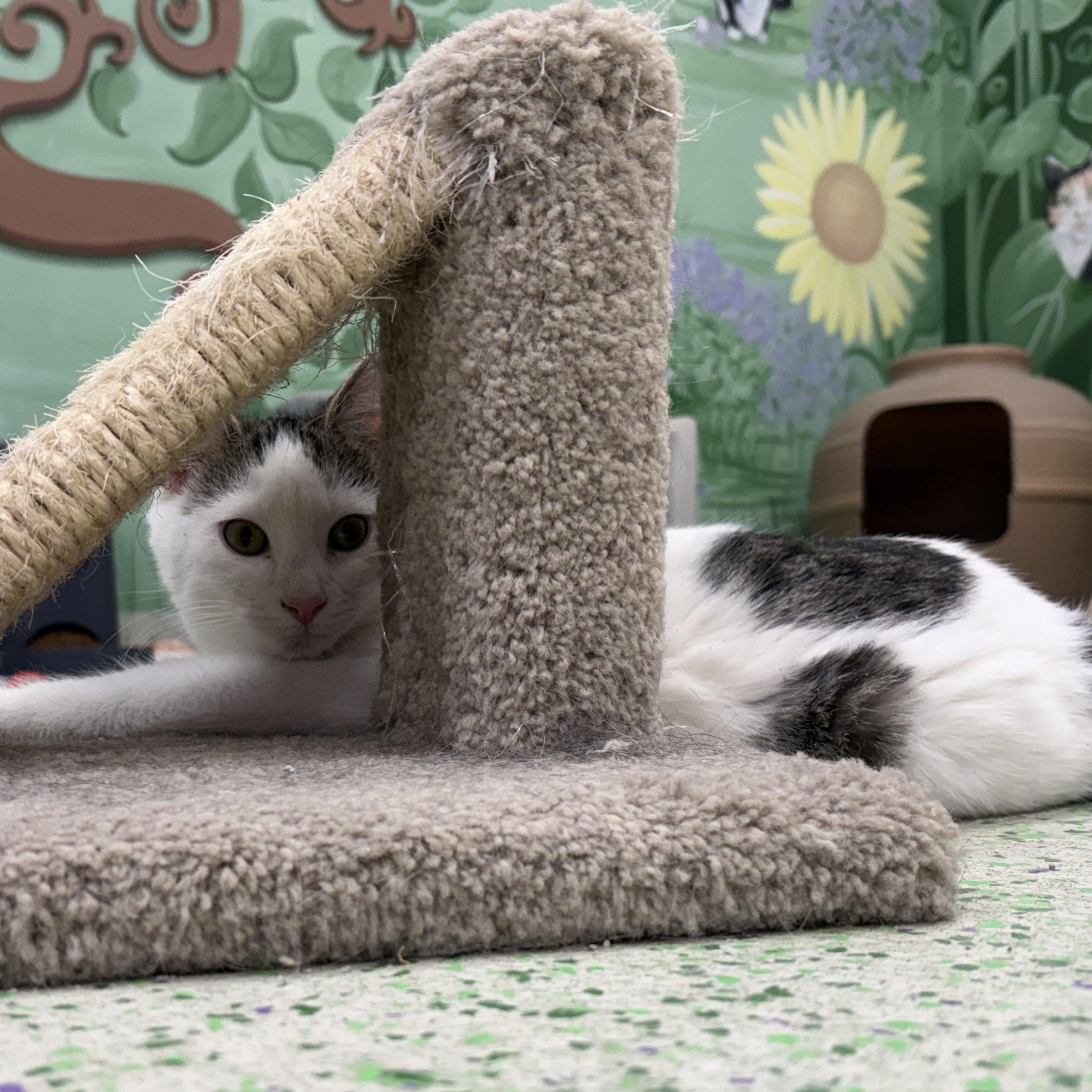 Potato, a ADOPTABLE Domestic Short Hair in Richboro, PA image 1/2