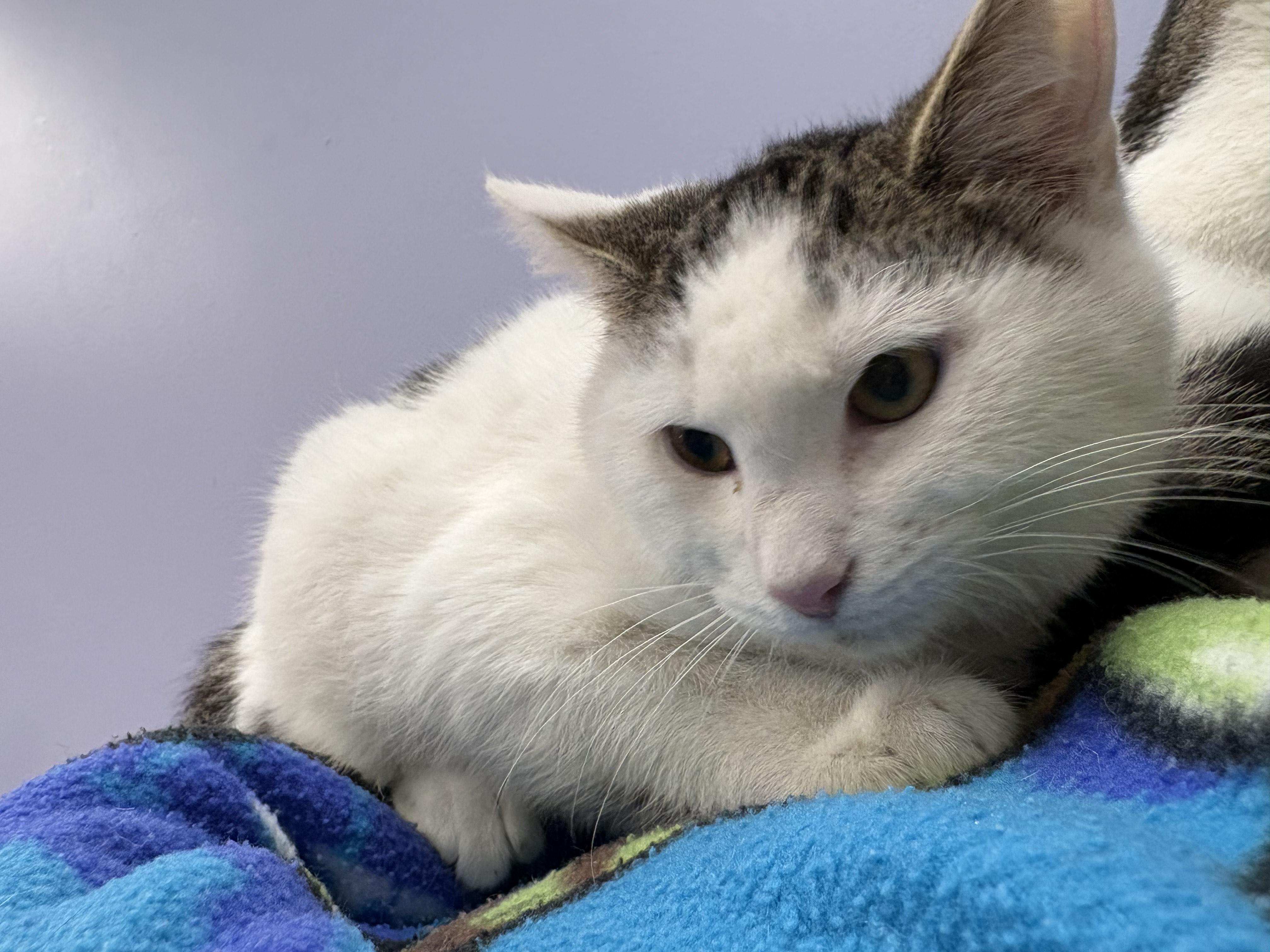 Potato, a ADOPTABLE Domestic Short Hair in Richboro, PA image 2/2