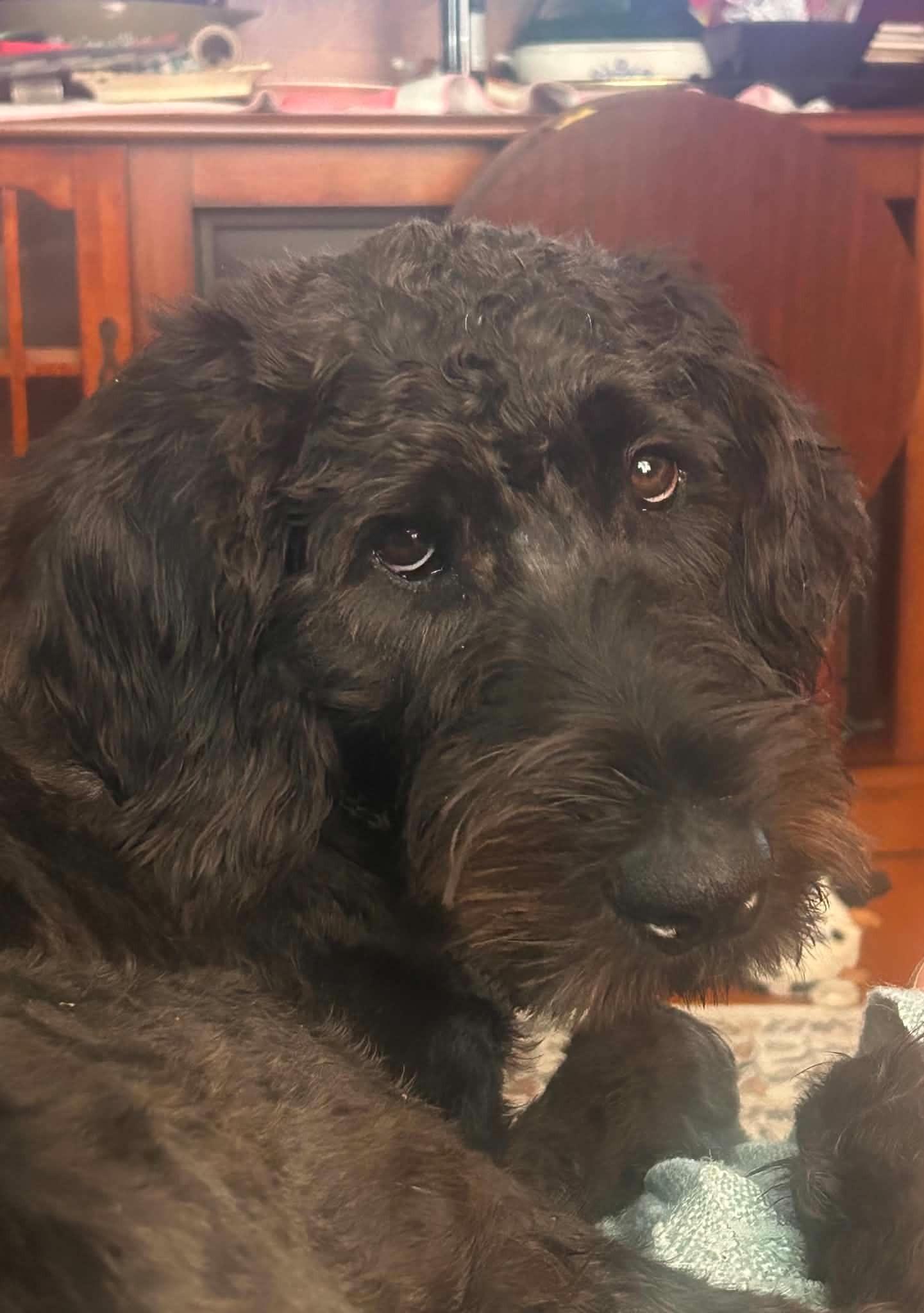 Enlarge Winston, a Adoptable Labradoodle in Falls Church, VA image 1/1