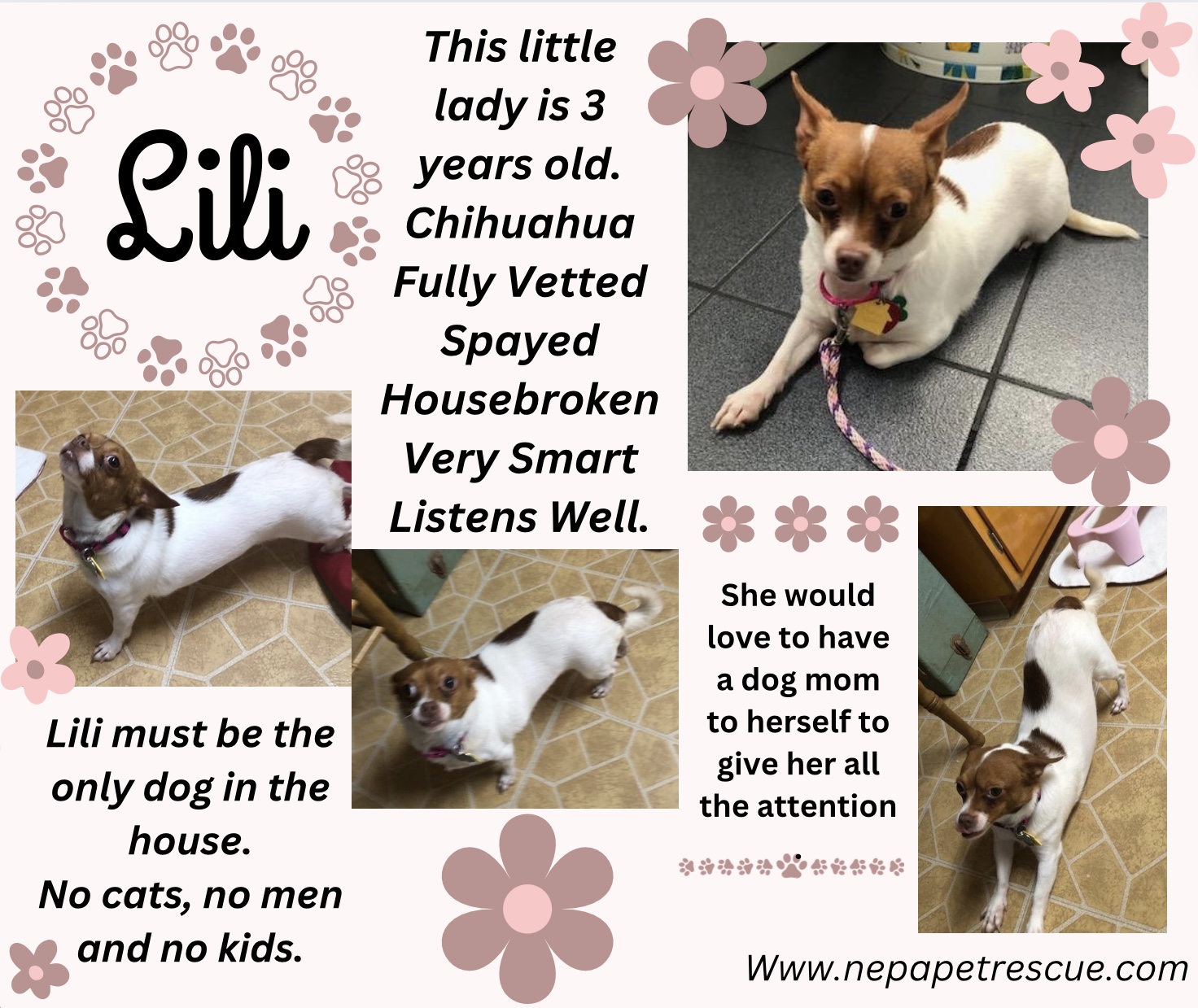 Lili, a Adoptable Chihuahua in Scranton, PA image 1/5