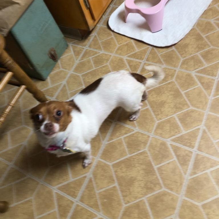 Lili, a Adoptable Chihuahua in Scranton, PA image 2/5