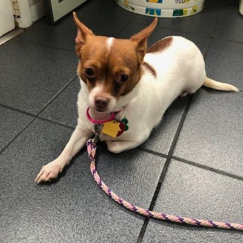 Lili, a Adoptable Chihuahua in Scranton, PA image 3/5