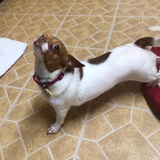 Lili, a Adoptable Chihuahua in Scranton, PA image 4/5