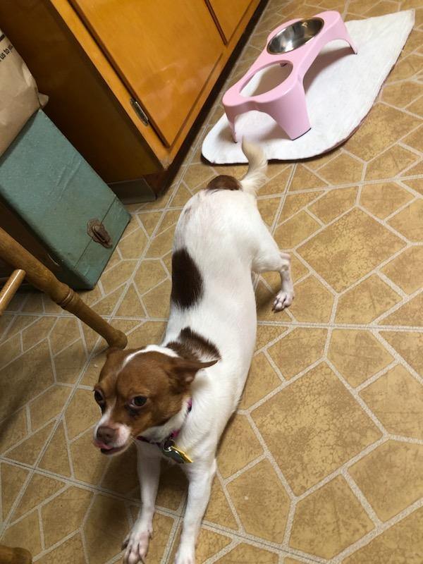 Lili, a Adoptable Chihuahua in Scranton, PA image 5/5