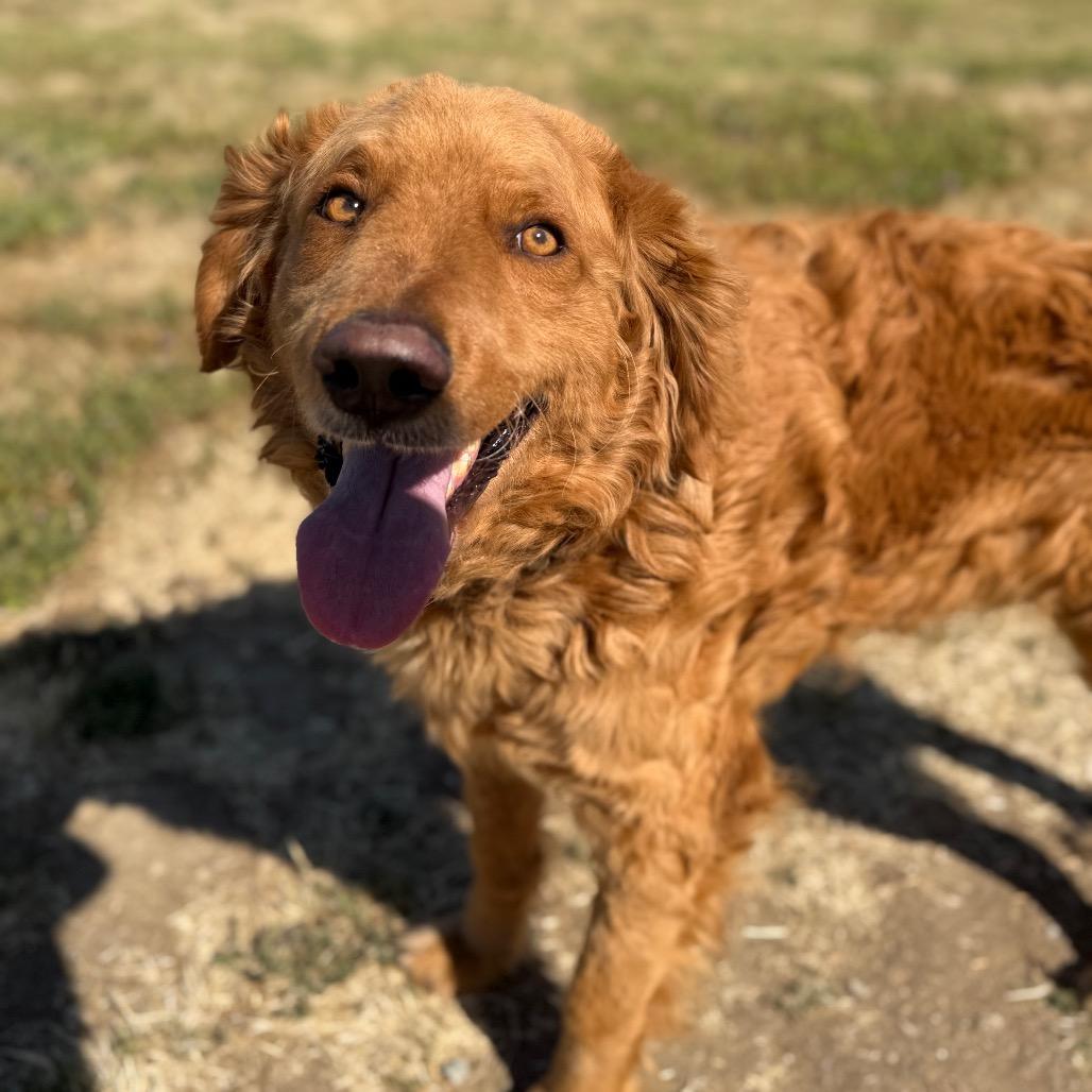 Aspen, Adoptable, Adult Male Golden Retriever & Standard Poodle.