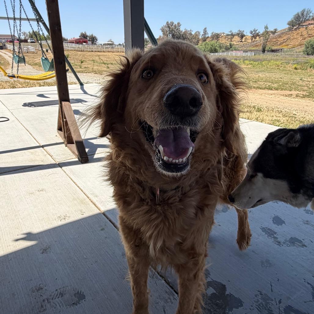 Enlarge Aspen, a Adoptable mixed breed in Winchester, CA image 2/6