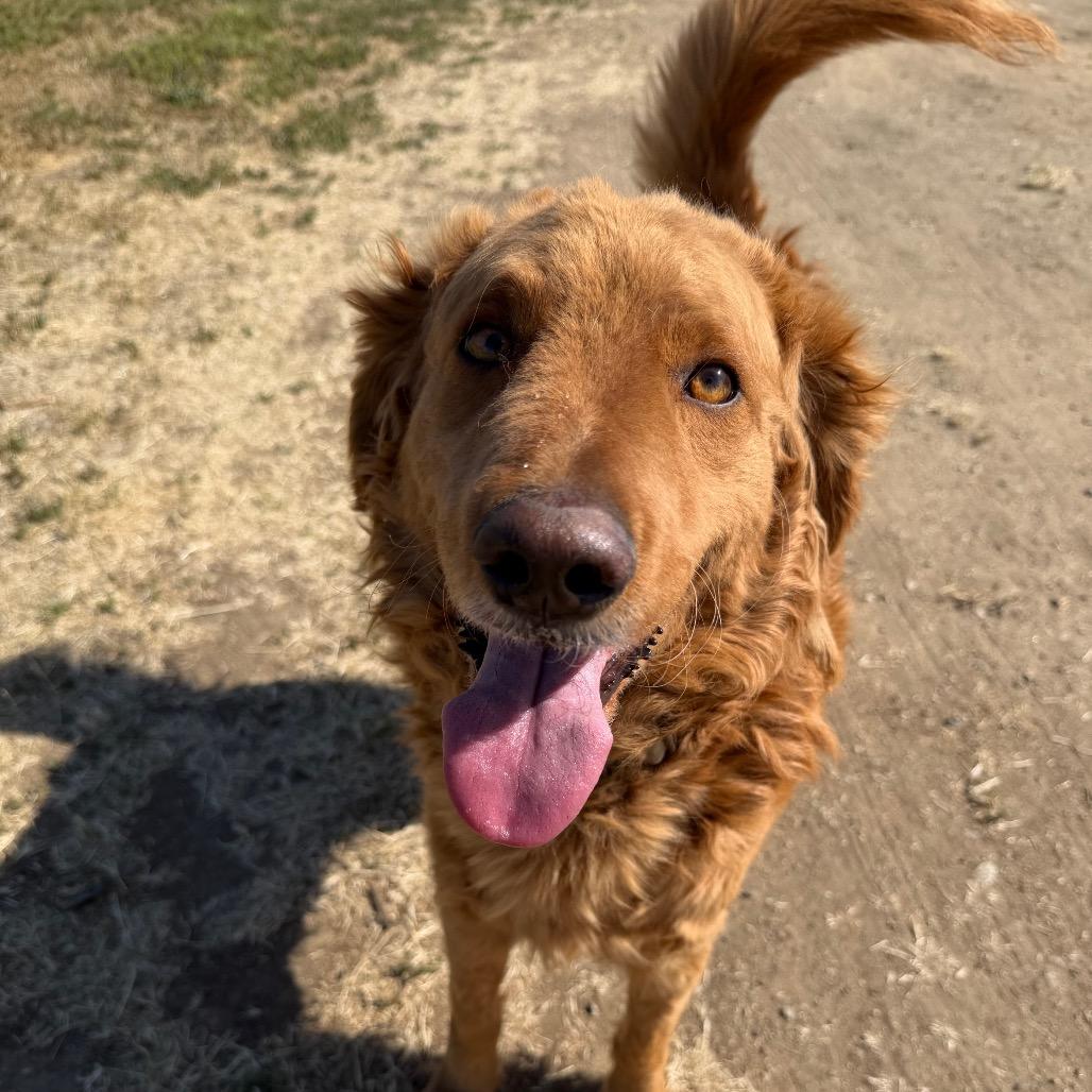 Enlarge Aspen, a Adoptable mixed breed in Winchester, CA image 3/6