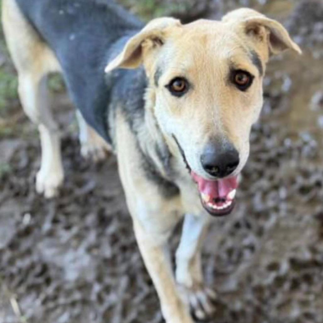 Enlarge Jojo, a Adoptable German Shepherd Dog in Winchester, CA image 3/4