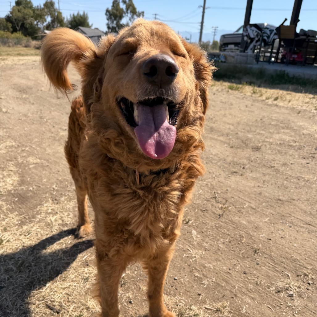 Enlarge Aspen, a Adoptable mixed breed in Winchester, CA image 4/6