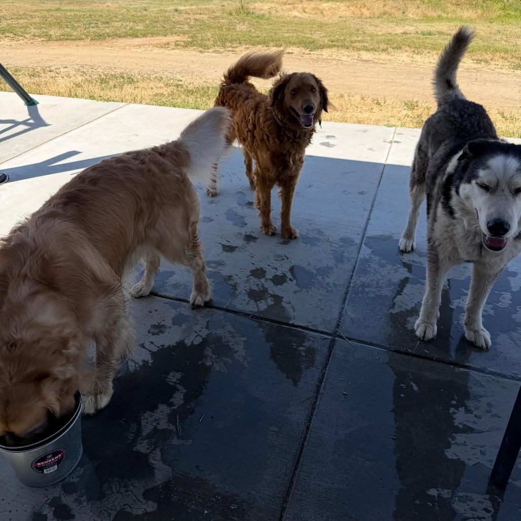 Enlarge Aspen, a Adoptable mixed breed in Winchester, CA image 5/6
