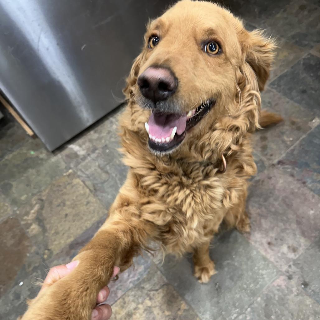 Enlarge Aspen, a Adoptable mixed breed in Winchester, CA image 6/6