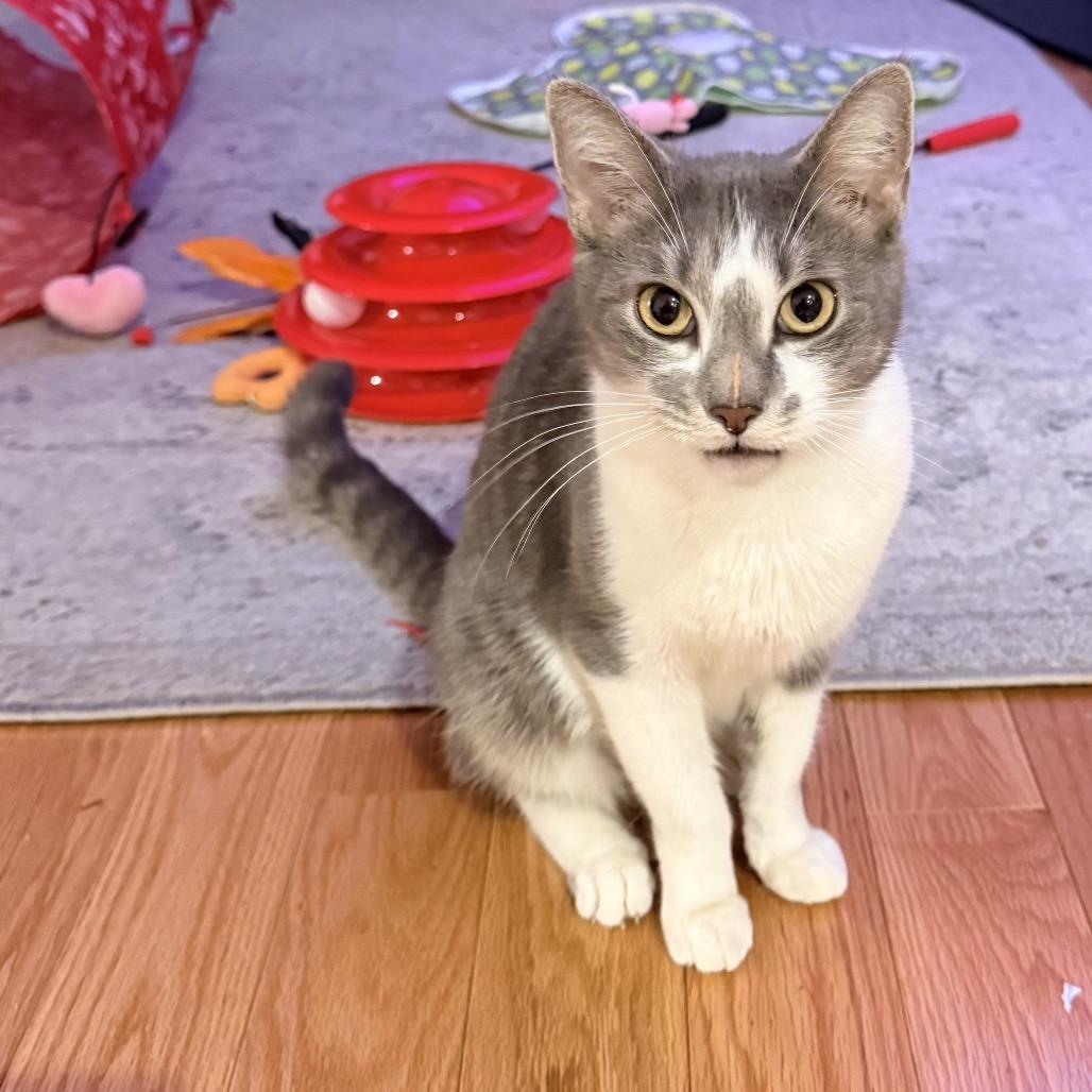 Felicity — thumbnail 2