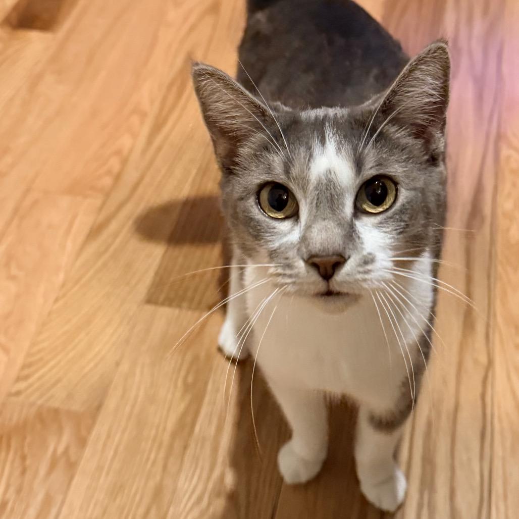 Felicity — thumbnail 5